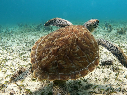 Private Snorkeling Aruba-棕榈/鹰海滩必去景点