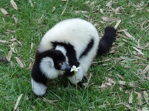 Chase Animal Rescue And Sanctuary-Webster必去景点