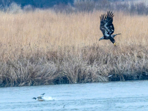 Crane Trust-Wood River必去景点