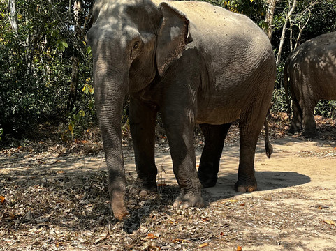 Kulen Elephant Forest-暹粒必去景点