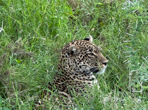 Lion King Adventures-阿鲁沙必去景点