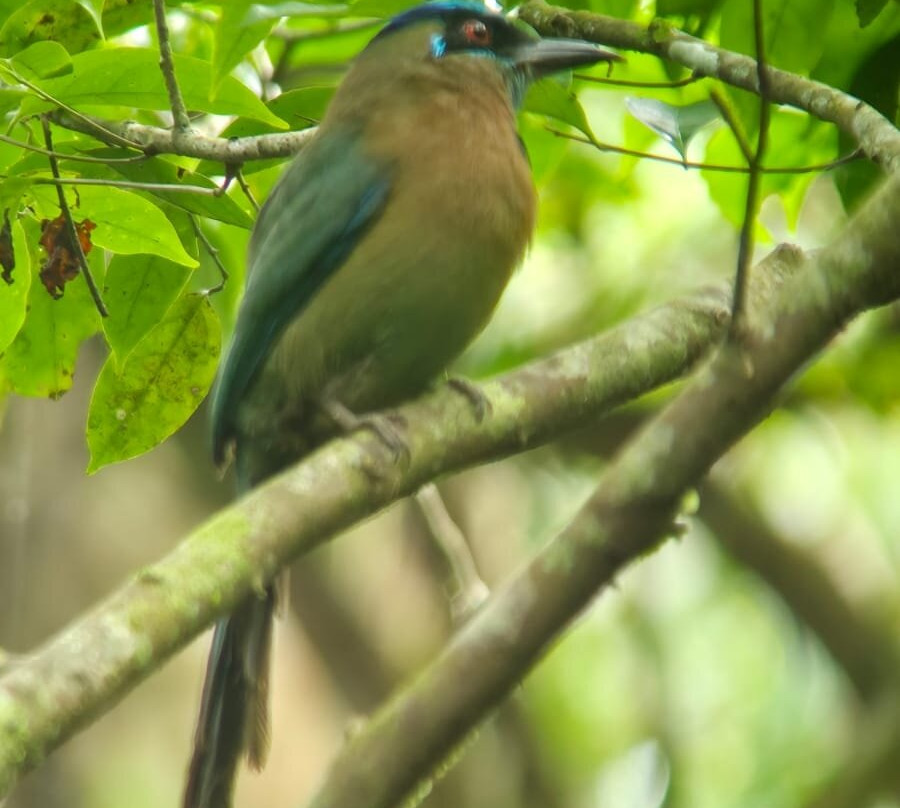 Picolina Tours-德雷克湾必去景点