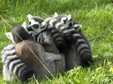 Manor Wildlife Park-St. Florence必去景点