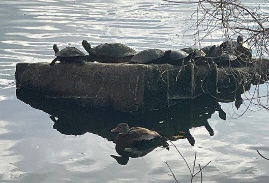 奥杜邦公园-新奥尔良必去景点