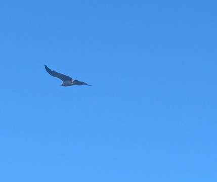 Oribi Vulture Viewing Hide-Port Shepstone必去景点