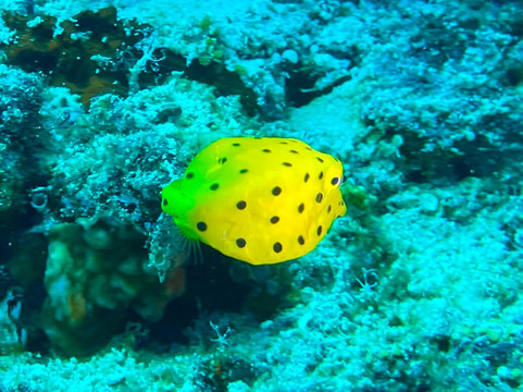 Euro-Divers Vilamendhoo-维拉蔓豪岛必去景点