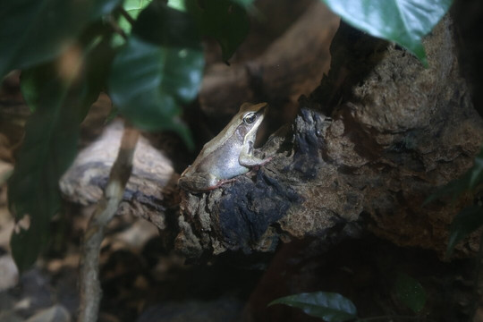 Ranario Monteverde Frog Pond-圣埃伦娜必去景点