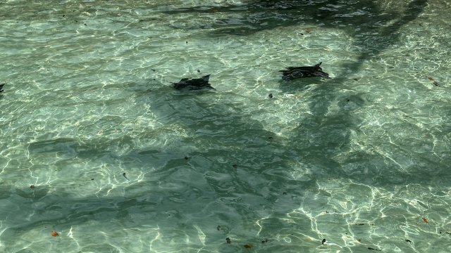 波利尼西亚波拉波拉麦泰度假酒店-官方