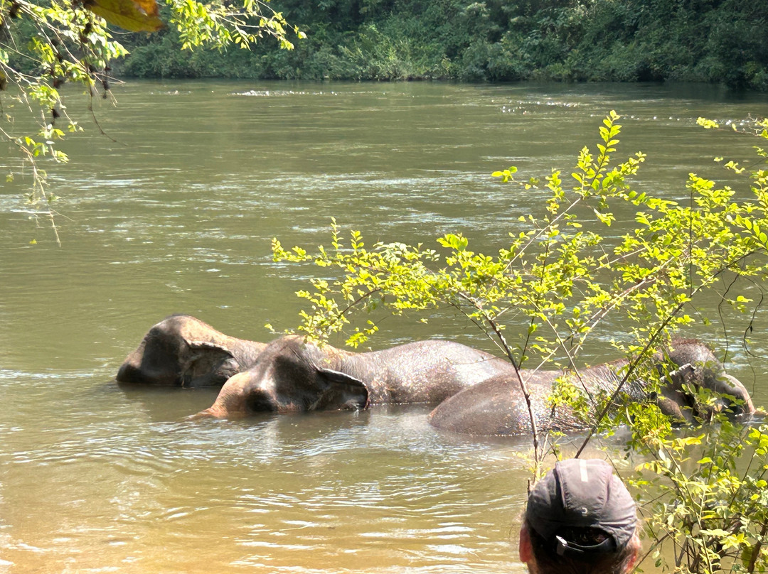 Elephant Haven-柿约必去景点