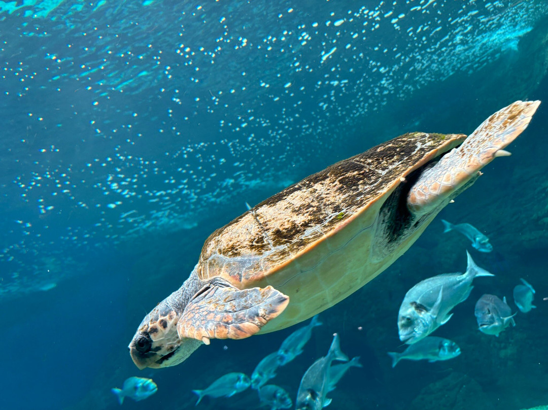 CRETAquarium-Gournes必去景点