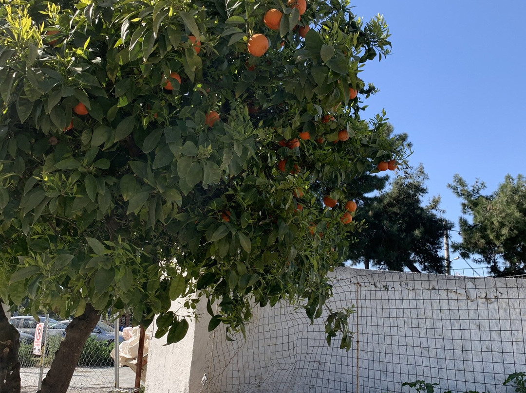 Μouriki Greek Premium Honey-埃莱夫西纳必去景点