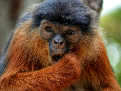 Monkey Park Senegambia-塞瑞库达必去景点