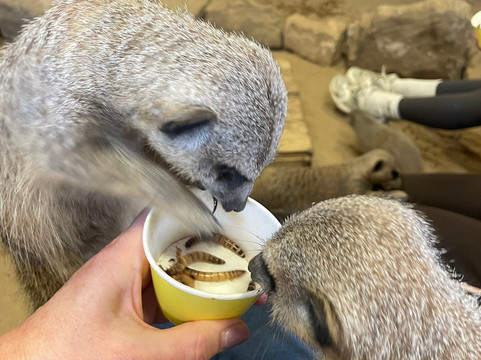 Wigfield Farm-巴恩斯利必去景点