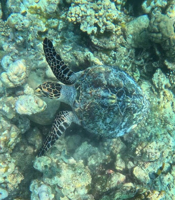 Blue Wave Ifuru By Dive Butler At Ifuru Island Maldives-Ifuru必去景点