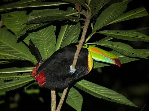 Monteverde Nature Tracks-蒙特沃德必去景点