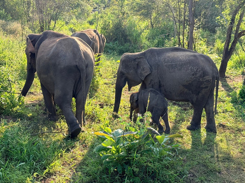 Shan Lanka Tours - Travel with Rukmal-Marawila必去景点