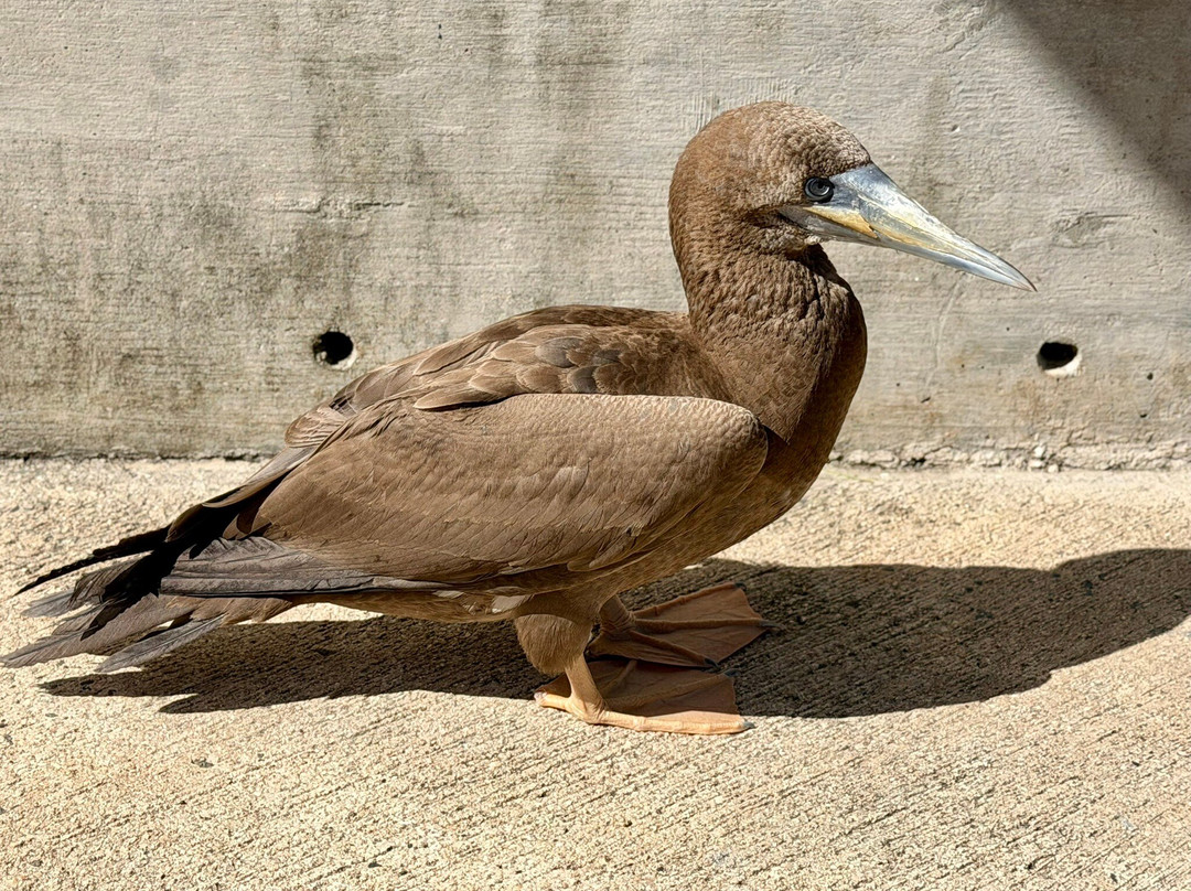 Centro de Conservación de Manatíes de Puerto Rico-Bayamon必去景点