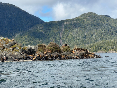 Remote Passages Marine Excursions-托菲诺必去景点