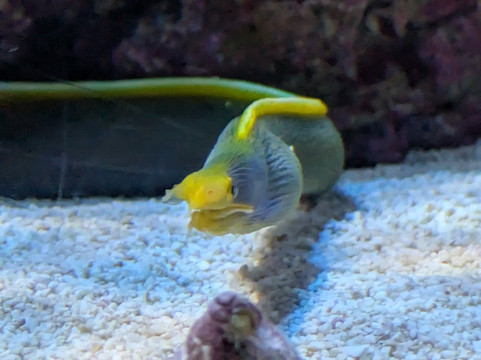 Dmm Kariyushi Aquarium-丰见城市必去景点