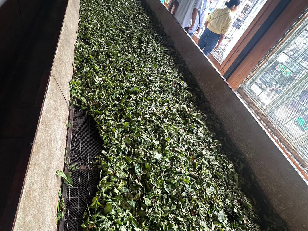 Pilimathalawa Tea Factory-Pilimathalawa必去景点