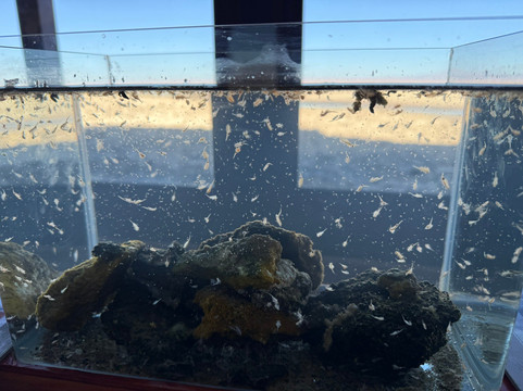 Salar de Tara-圣佩德罗-德阿塔卡马必去景点