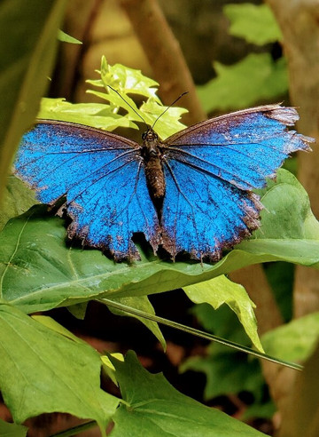 Boquete Bees and Butterflies-波魁特必去景点