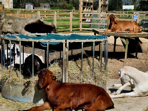 Quex Adventure Farm Park-Birchington必去景点