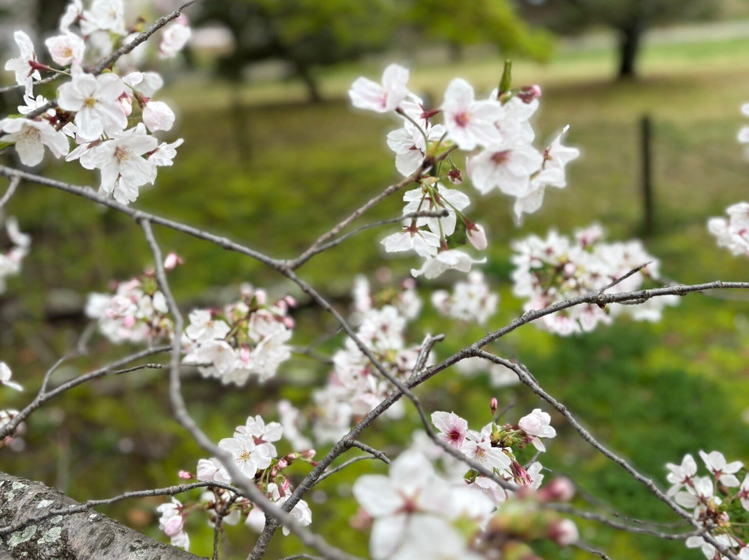舞鹤公园-Chuo必去景点