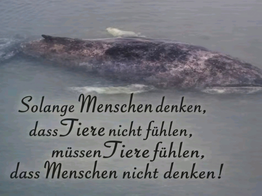 Meeresmuseum-施特拉尔松德必去景点