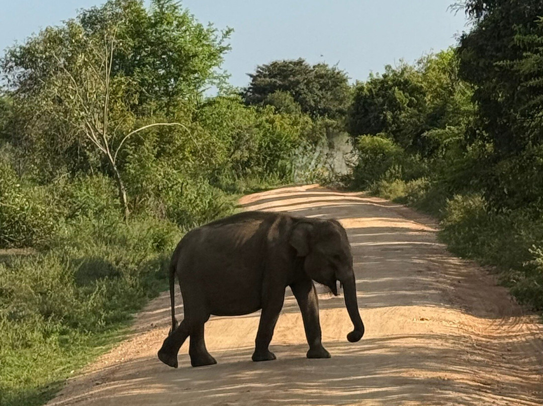 Slow Safaris by Nomad Trails-Sri Lanka-乌达瓦拉瓦必去景点