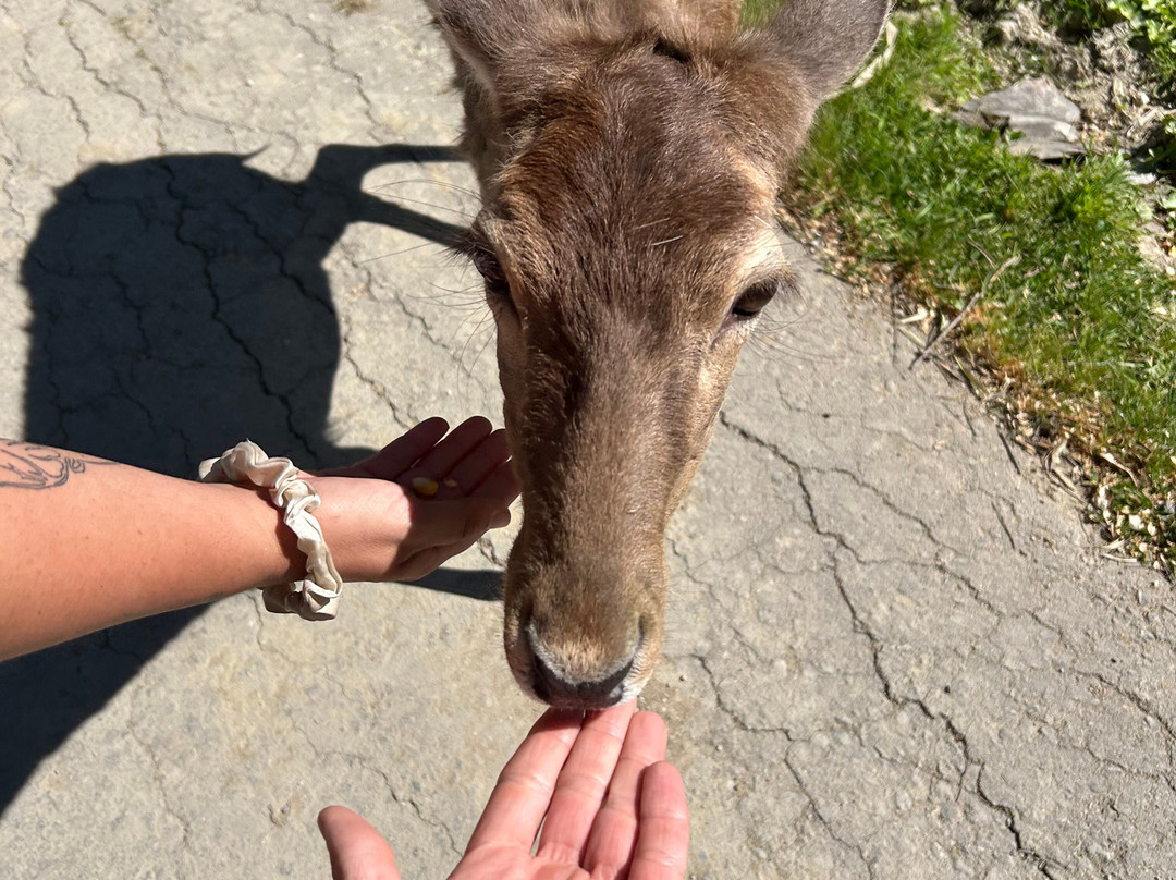 La Pequena Africa Animal Reserve-加的斯市必去景点