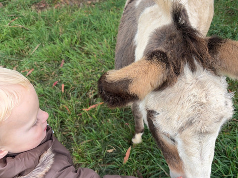 Kenzell Farm-Oberon必去景点