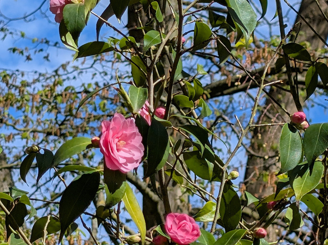 Green Island Gardens-Ardleigh必去景点