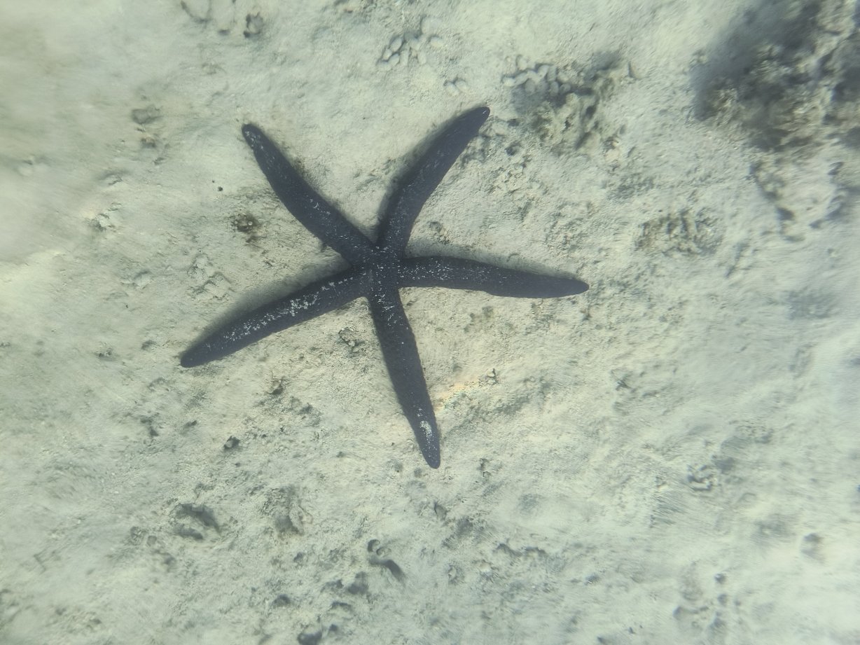 埃图莫阿纳海滩别墅-仅限大人-官方