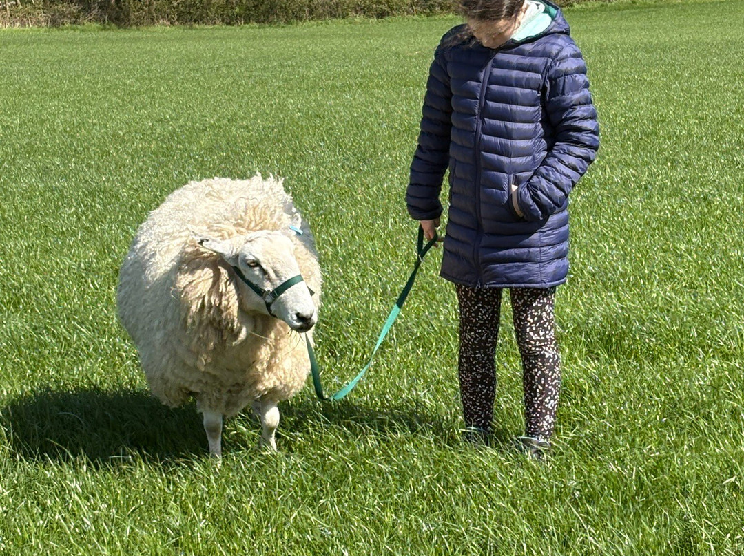 Somerset Sheep Trekking-Pitminster必去景点