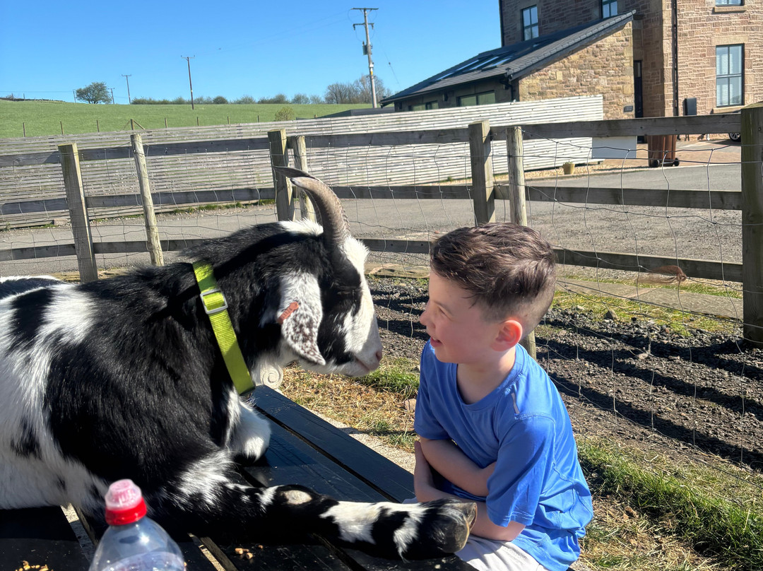 Meadowcroft Farm Alpacas-Bury必去景点