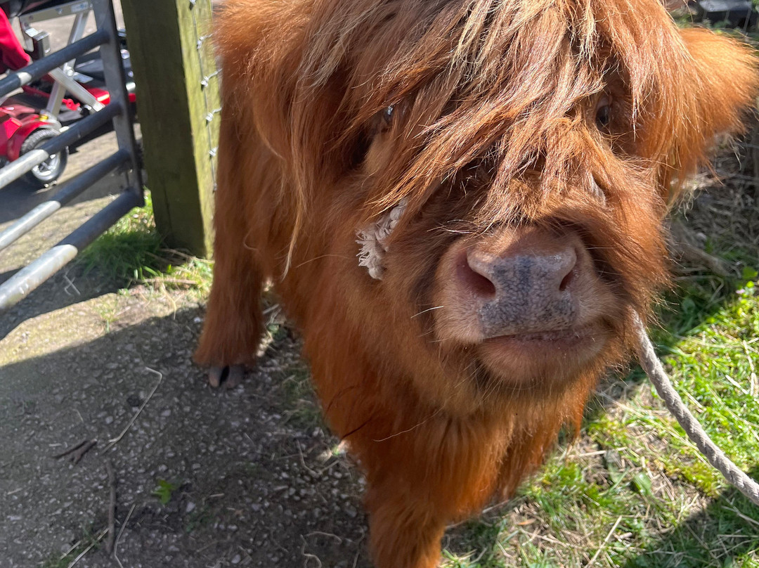 Greenacres Animal Park-Deeside必去景点