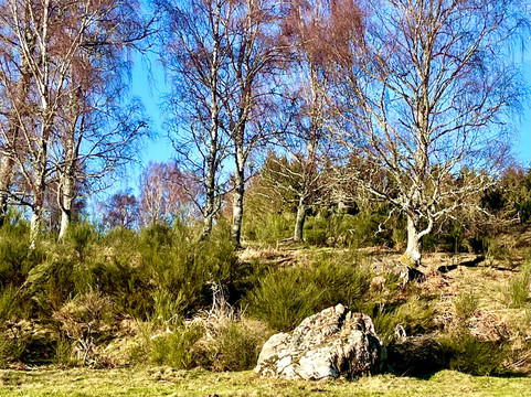 Glen Tanar National Nature Reserve-Aboyne必去景点