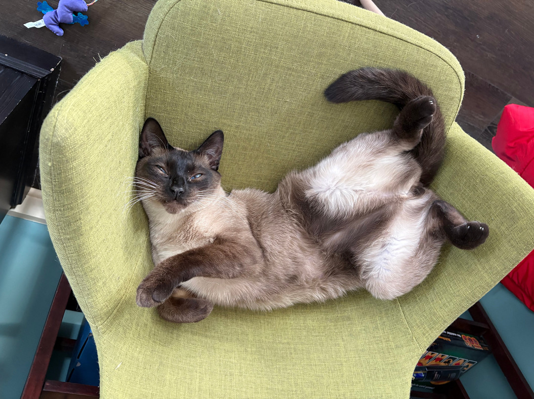 Purrmont Cat Cafe