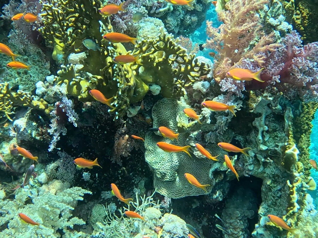 Sharm Scuba Service-沙姆沙伊赫必去景点