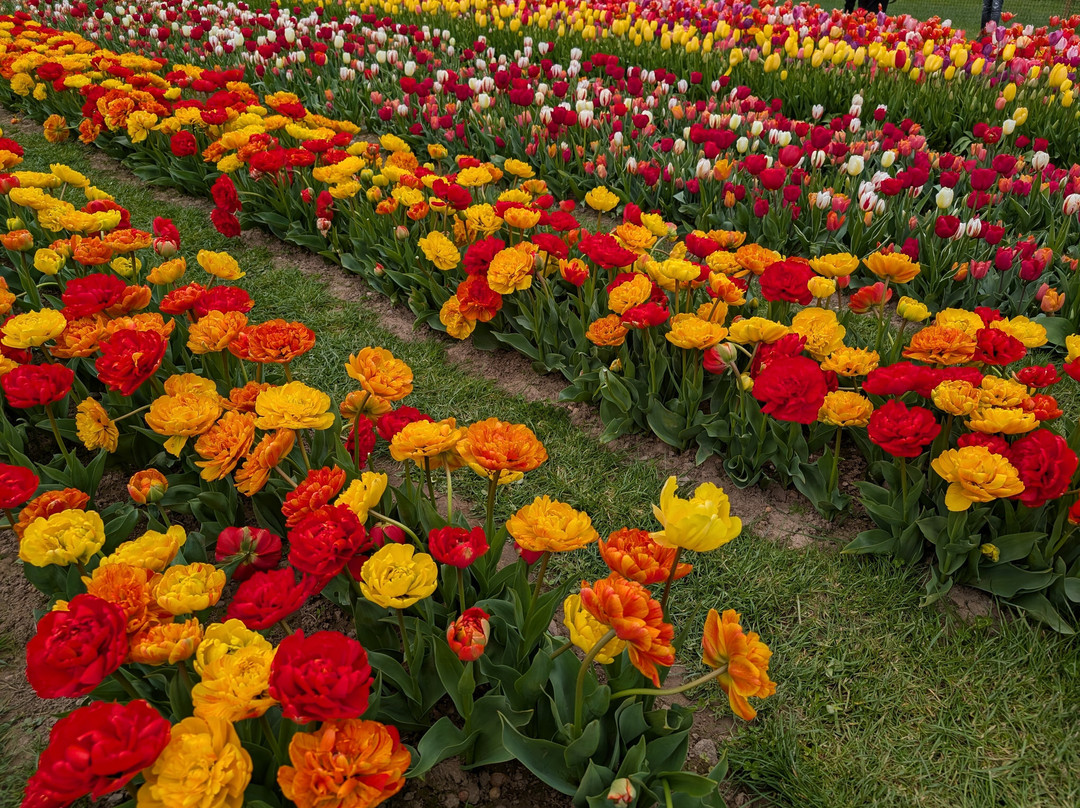 Tulleys Tulip Garden - Warwickshire-沃里克必去景点