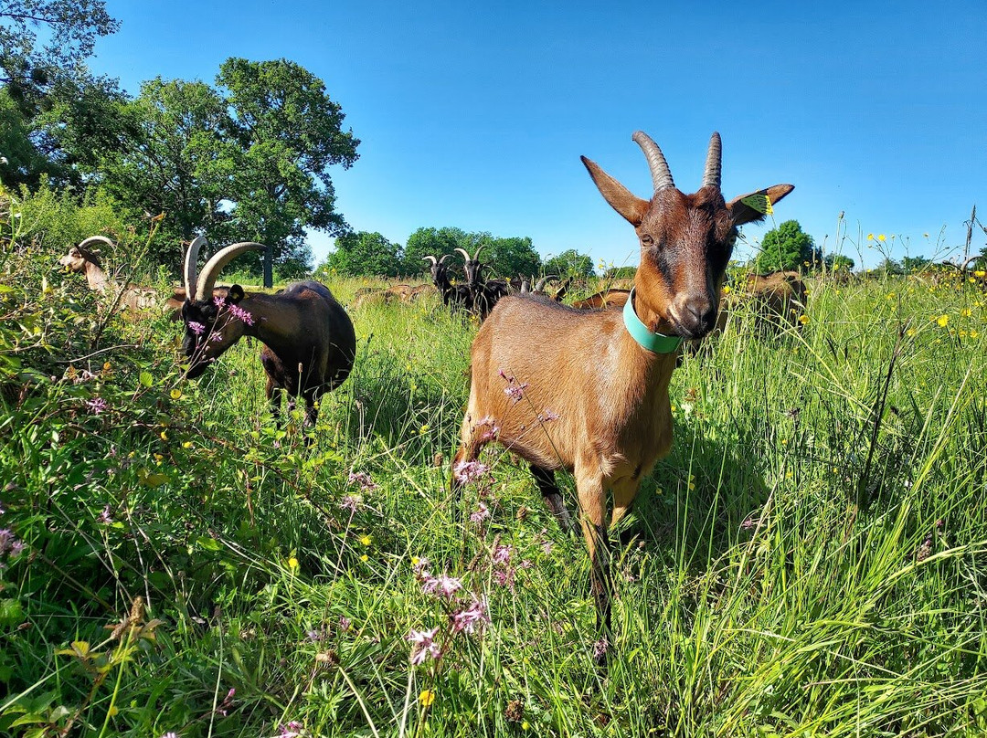 La Chevre Rit