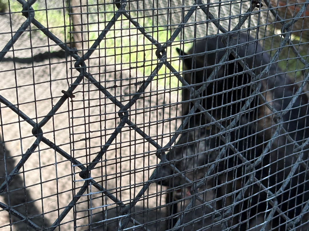 Shy Wolf Sanctuary Education & Experience Center-Golden Gate必去景点