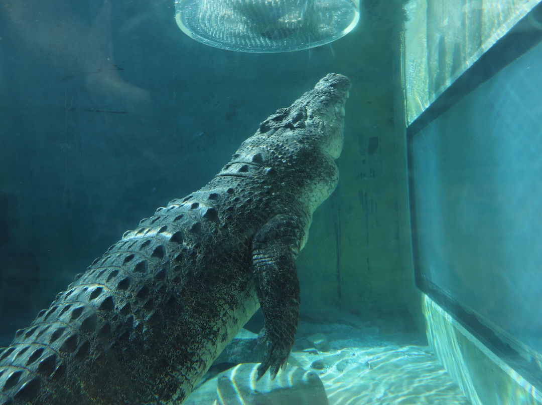 Crocosaurus Cove-达尔文市必去景点