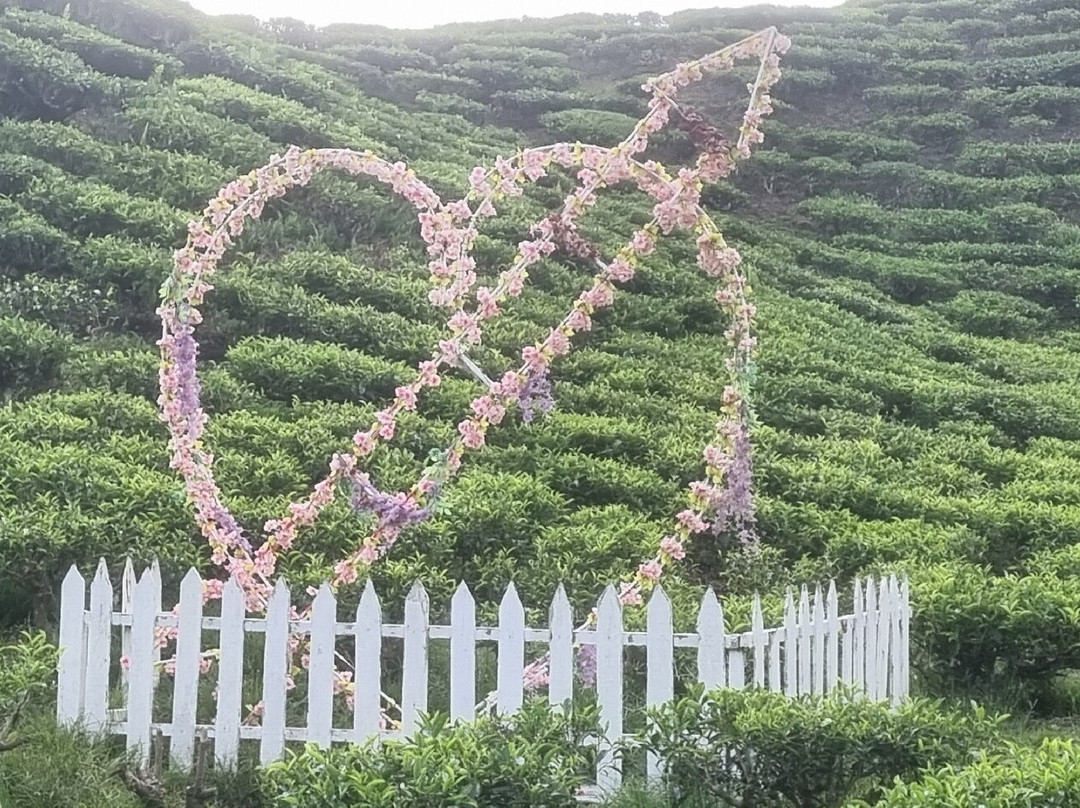 Cameron Bharat Tea Estate-丹那拉塔必去景点