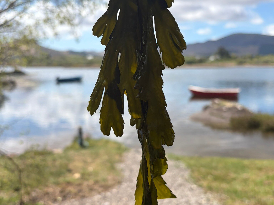 Sneem Seaweed Baths-Sneem必去景点