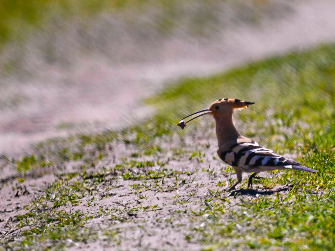 Wings of Hungary - birding and nature tours-凯奇凯梅特必去景点