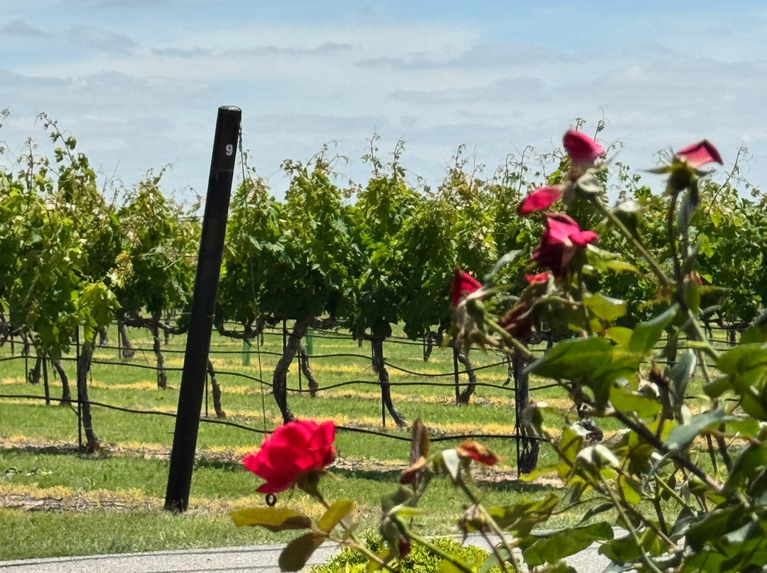 Grape Creek Vineyards Fredericksburg-弗雷德里克斯堡必去景点