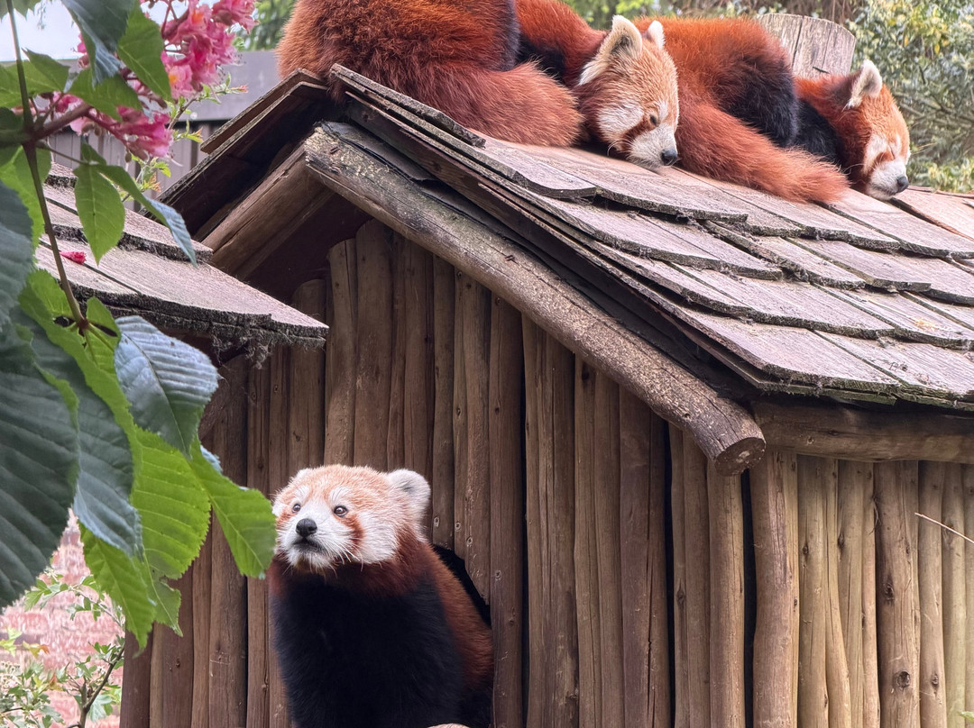 Safari Lodges At West Midlands Safari Park主图