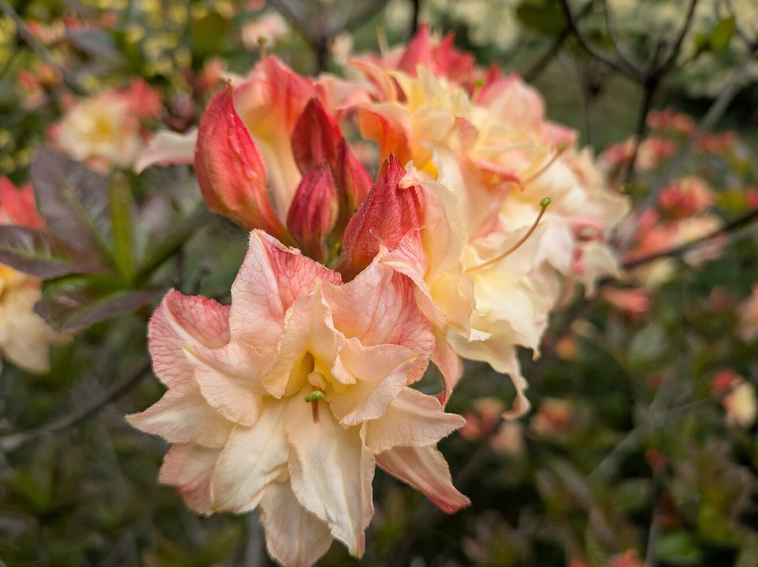 Bowood Woodland Garden-Calne必去景点